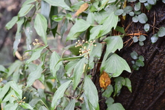 Hedera nepalensis
