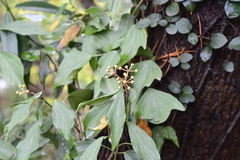 Hedera nepalensis