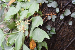 Hedera nepalensis