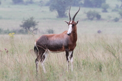 Damaliscus pygargus phillipsi