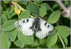 Parnassius mnemosyne