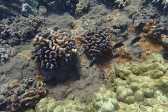 Ctenochaetus strigosus