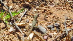Sceloporus spinosus