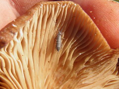 Pogonognathellus longicornis