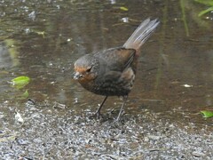 Pycnoptilus floccosus