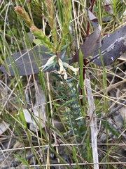 Epacris obtusifolia