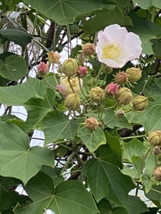Hibiscus makinoi