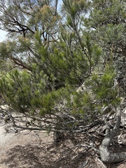 Allocasuarina monilifera
