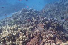 Pycnochromis vanderbilti