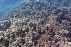 Pycnochromis vanderbilti