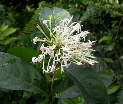 Ixora brachypoda
