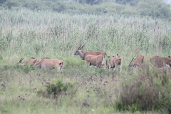 Tragelaphus oryx oryx