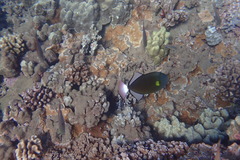 Melichthys vidua