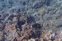 Melichthys vidua