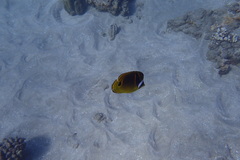 Chaetodon lunula