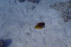 Chaetodon lunula