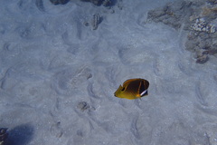 Chaetodon lunula
