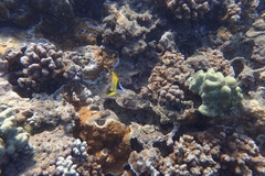 Forcipiger flavissimus