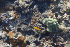 Forcipiger flavissimus