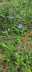 Linum marginale