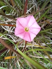 Convolvulus erubescens