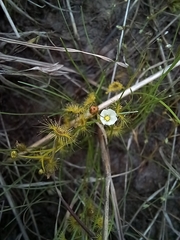 Drosera hookeri