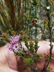 Kunzea capitata seminuda