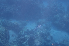 Abudefduf abdominalis