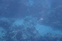 Abudefduf abdominalis