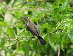 Cinnyris bifasciatus microrhynchus