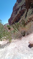 Stenocereus thurberi