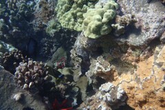 Chaetodon lunula