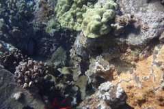 Chaetodon lunula
