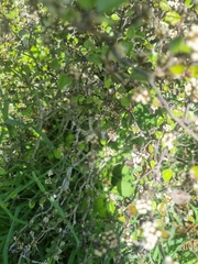 Helichrysum lanceolatum