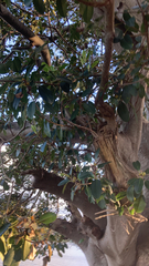 Ficus macrophylla