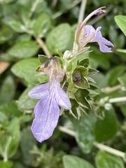 Teucrium