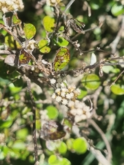 Helichrysum lanceolatum