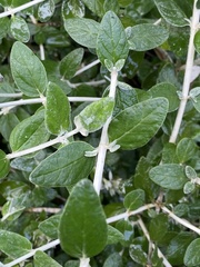 Teucrium