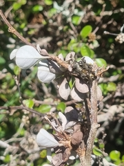 Helichrysum lanceolatum
