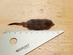 Sorex cinereus