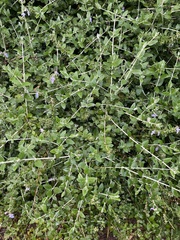 Teucrium