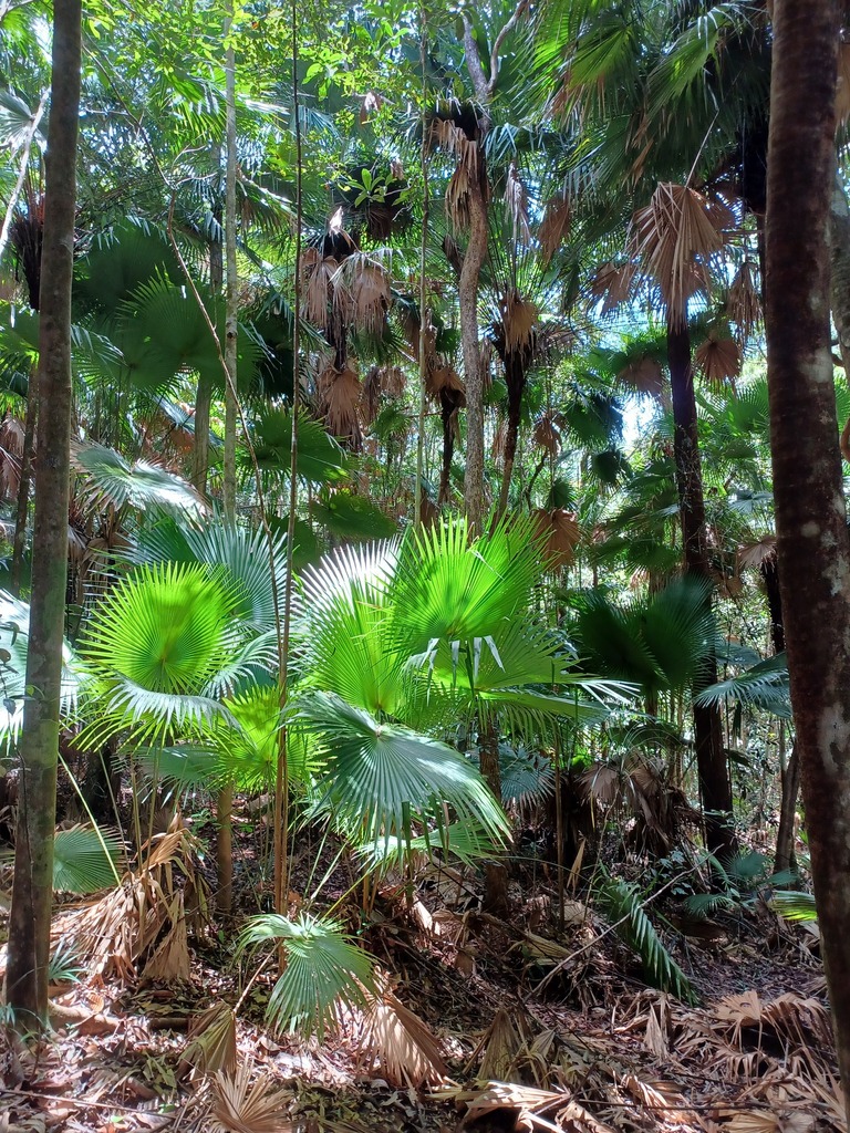 Livistona endauensis