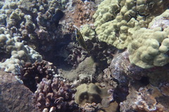 Chaetodon lunula