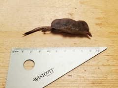 Sorex cinereus