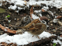 Passer montanus