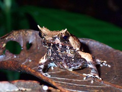 Pelobatrachus ligayae