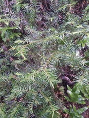 Prumnopitys ferruginea