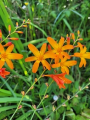 Crocosmia aurea