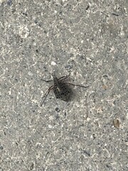 Tuberolachnus salignus