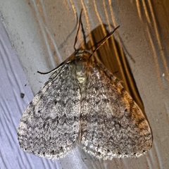 Operophtera bruceata